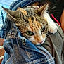 animal, casual, cat, closeup, clothing, cozy, curious, denim_jacket, ears, eyes, fabric, feline, indoor, person, pet, resting, shoulder, soft_light, texture, warm