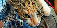 Nala a rejoint le concours — aidez-le/la à gagner de superbes lots ! animal, cat, close_up, colorful, curious, cute, denim, fabric, feline, fur, green_eyes, indoor, paw, pet, portrait, relaxed, resting, soft, texture, whiskers