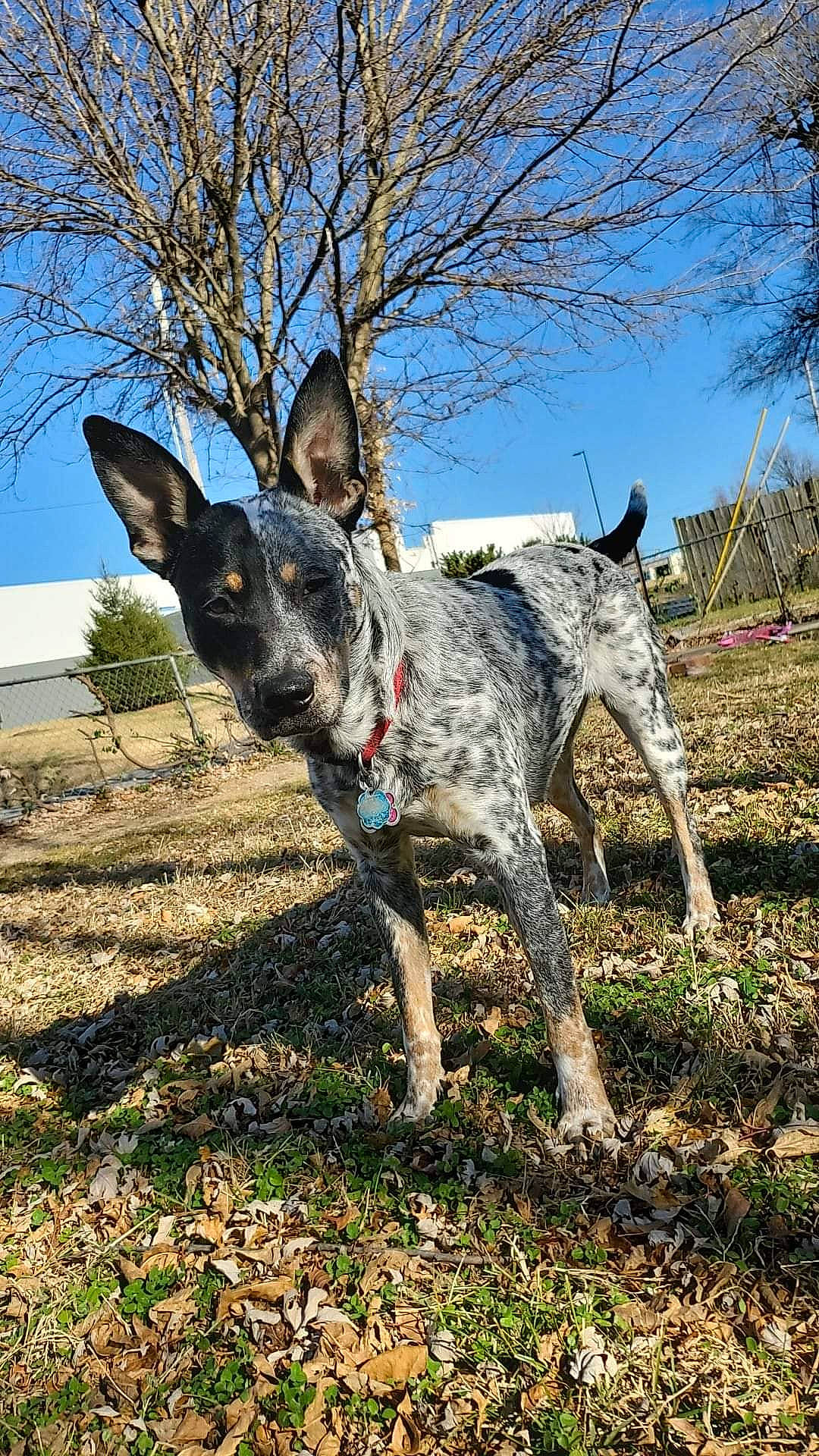 Missy is registered to the contest to win money with this photo: canidae, carnivore, collar, dog, dog_breed, fawn, grass, hunting_dog, non_sporting_group, plant, sky, snout, sporting_group, tail, terrestrial_animal, tree, whiskers, wildlife, working_animal, working_dog