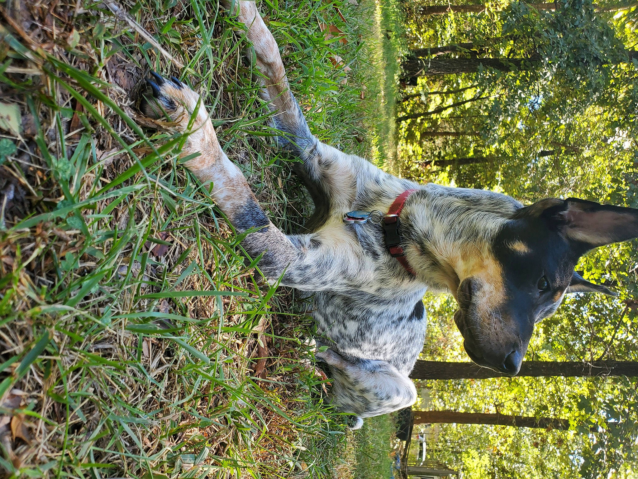 Missy joined the competition — help win amazing prizes! art, camouflage, canidae, cargo_pants, carnivore, dog, dog_breed, fawn, gesture, grass, groundcover, military_camouflage, military_organization, people_in_nature, sporting_group, tail, tree, trunk, wildlife, wood