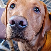 Flynn joined the competition — help win amazing prizes! dog, close_up, indoor, brown_dog, pet, canine, nostrils, fur, collar, floor, chair_leg, whiskers, animal, companion, looking_up, domestic_animal, muzzle, ears, expression, household