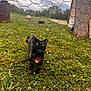 Bebe joined the competition — help win amazing prizes! black_cat, cat, fence, wire_fence, grass, clover, outdoor, collar, pet_tag, animal, nature, cloudy_sky, building, yard, curious, yellow_eyes, greenery, rustic, daytime, small_flowers