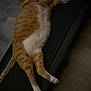 Mango is registered to the contest to win money with this photo: animal, cat, cozy, cute, domestic_animal, feline, floor, fur, home, indoor, lazy, lying_down, orange_cat, paws, pet, relaxed, resting, sleepy, treadmill, white_cat