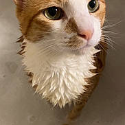 Mango joined the competition — help win amazing prizes! animal, bath, bubbles, cat, close_up, curious, cute, domestic_cat, ears, face, feline, indoor, looking_up, orange_cat, pet, soapy, water, wet_fur, whiskers, white_fur