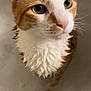animal, bath, bubbles, cat, close_up, curious, cute, domestic_cat, ears, face, feline, indoor, looking_up, orange_cat, pet, soapy, water, wet_fur, whiskers, white_fur