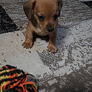 Hollie joined the competition — help win amazing prizes! puppy, dog, carpet, toy, knitted_toy, brown_puppy, indoor, pet, cute, small_dog, animal, floor, patterned_carpet, playful, young_dog, domestic_animal, furry, four_legs, canine, pet_toy