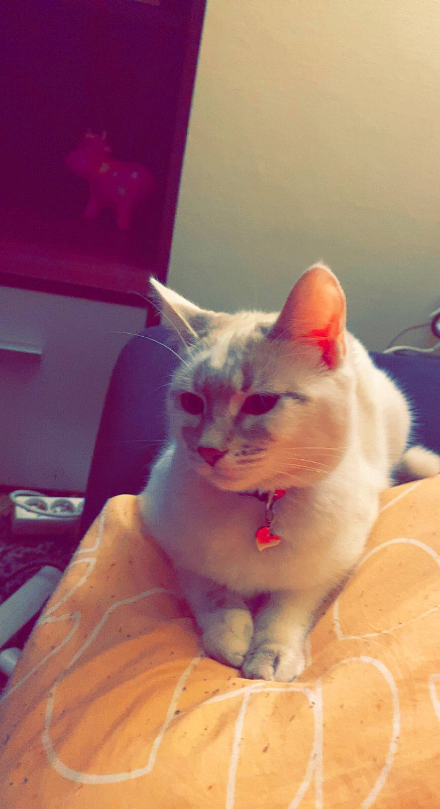 Nounourse a rejoint le concours — aidez-le/la à gagner de superbes lots ! carnivore, cat, comfort, domestic_short_haired_cat, fang, fawn, felidae, fur, paw, small_to_medium_sized_cats, snout, tail, whiskers