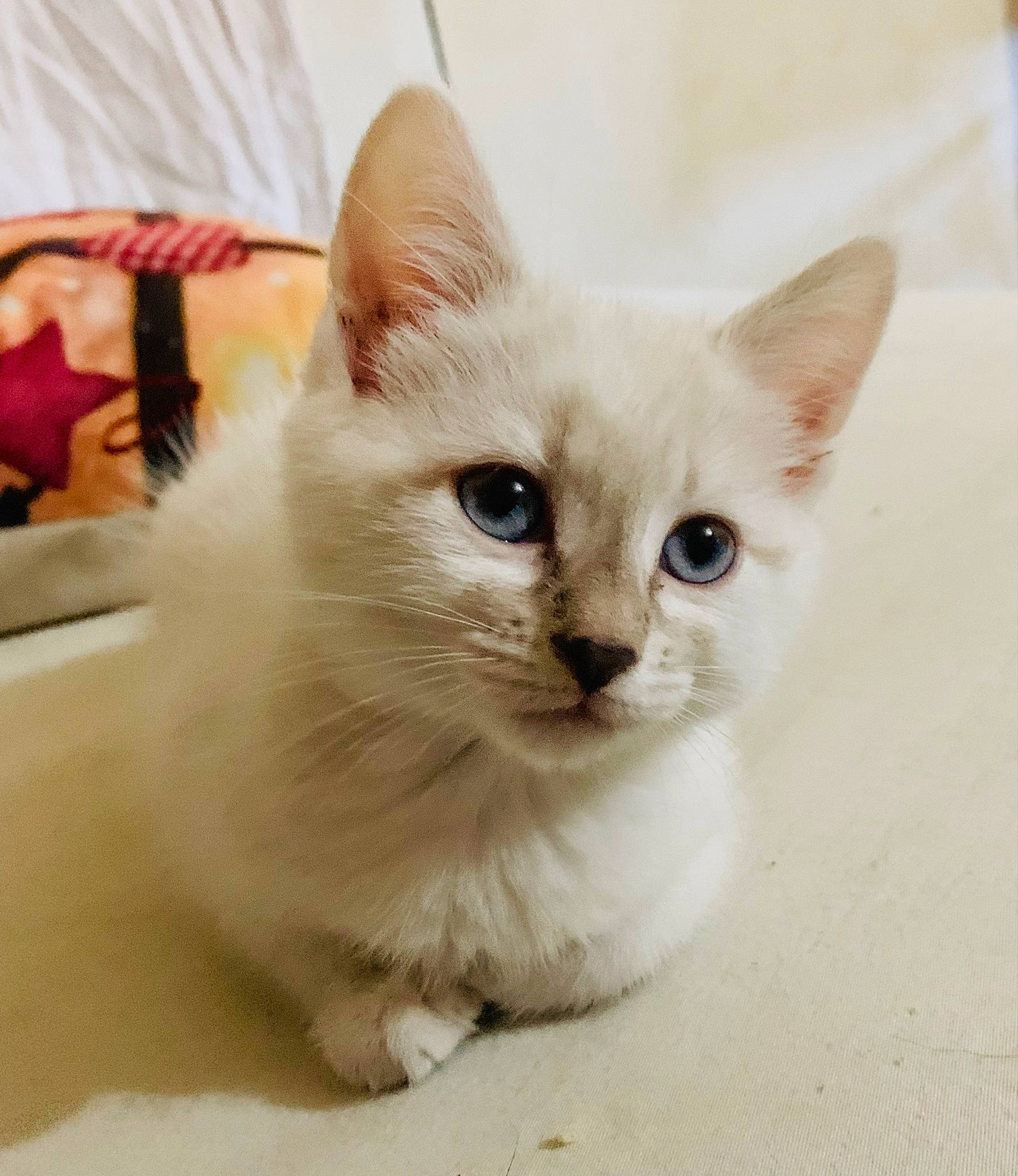 Nounourse participe au concours pour gagner de l'argent avec cette photo : balinese, carnivore, cat, domestic_short_haired_cat, fawn, felidae, fur, iris, paw, small_to_medium_sized_cats, snout, tail, terrestrial_animal, whiskers, window