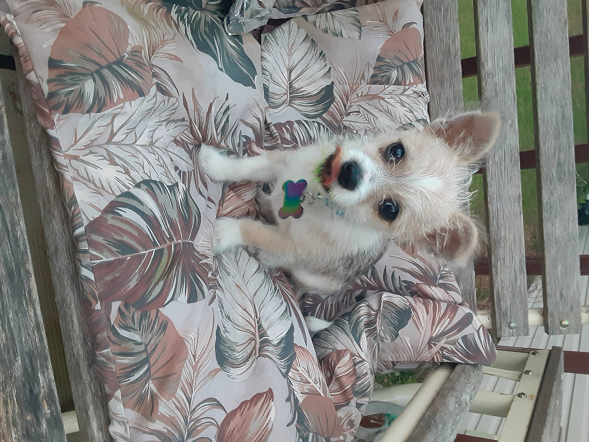 Twix is registered to the contest to win money with this photo: canidae, carnivore, companion_dog, dog, dog_breed, fawn, mammal, puppy, vertebrate, west_highland_white_terrier