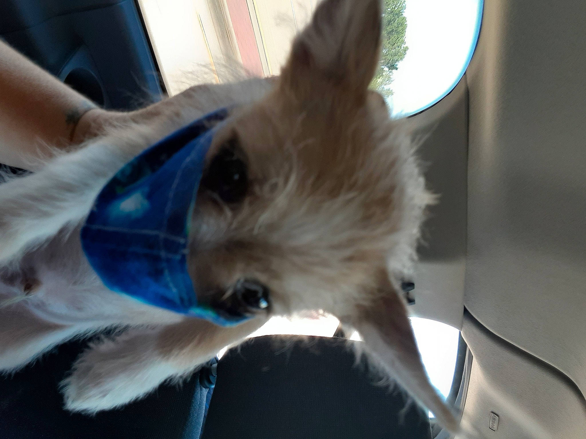 Twix is registered to the contest to win money with this photo: cairn_terrier, canidae, carnivore, companion_dog, dog, dog_breed, ear, fawn, non_sporting_group, pomeranian, puppy, snout, toy_dog, whiskers
