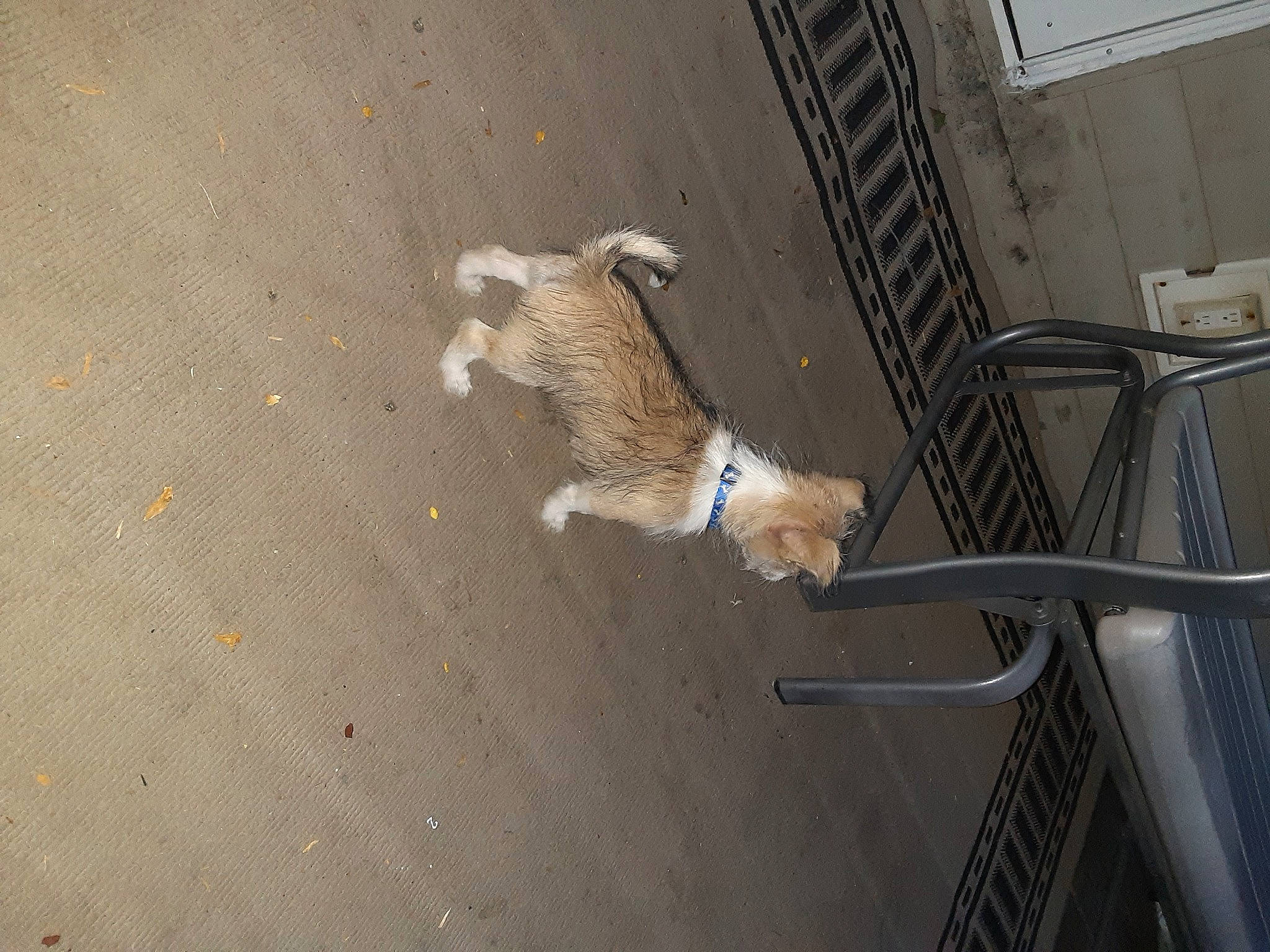 Twix is registered to the contest to win money with this photo: canidae, carnivore, dog_breed, fawn, tail