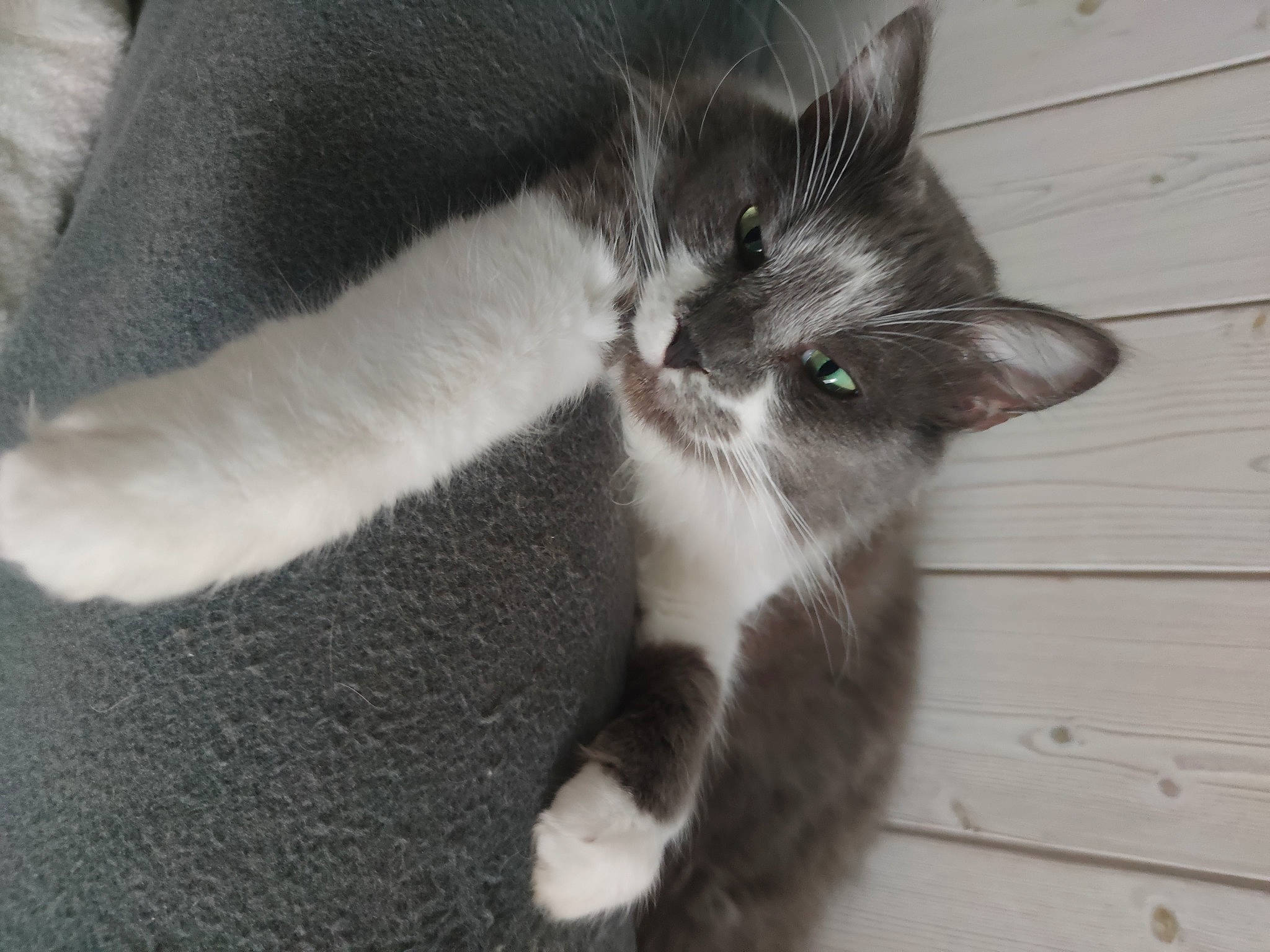 Tiramisu participe au concours pour gagner de l'argent avec cette photo : carnivore, cat, claw, domestic_short_haired_cat, ear, felidae, flooring, fur, grey, hardwood, paw, small_to_medium_sized_cats, snout, tail, whiskers, wood