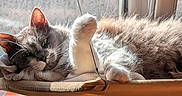Tiramisu a rejoint le concours — aidez-le/la à gagner de superbes lots ! animal, cat, cozy, ears, face, feline, fluffy_fur, gray_cat, hammock, indoor, paw, pet, relaxing, resting, sleepy, soft, sunlight, whiskers, white_paw, window