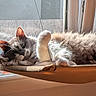 cat, gray_cat, white_paw, fluffy_fur, window, sunlight, hammock, relaxing, pet, indoor, cozy, resting, animal, feline, paw, whiskers, ears, face, soft, sleepy