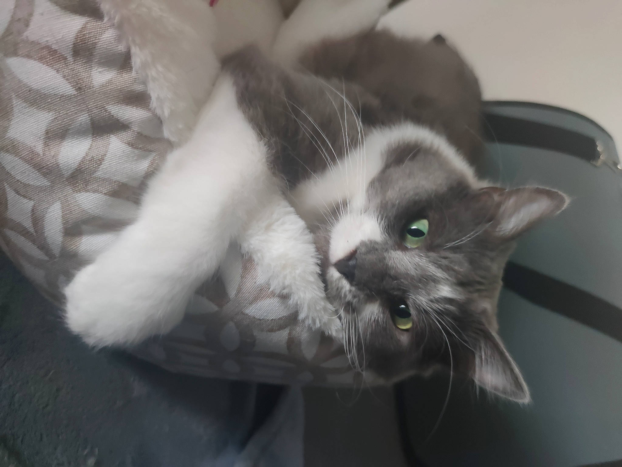 Tiramisu a rejoint le concours — aidez-le/la à gagner de superbes lots ! carnivore, cat, claw, comfort, domestic_short_haired_cat, ear, felidae, foot, fur, gesture, grey, human_leg, monochrome, monochrome_photography, paw, small_to_medium_sized_cats, snout, tail, whiskers, window