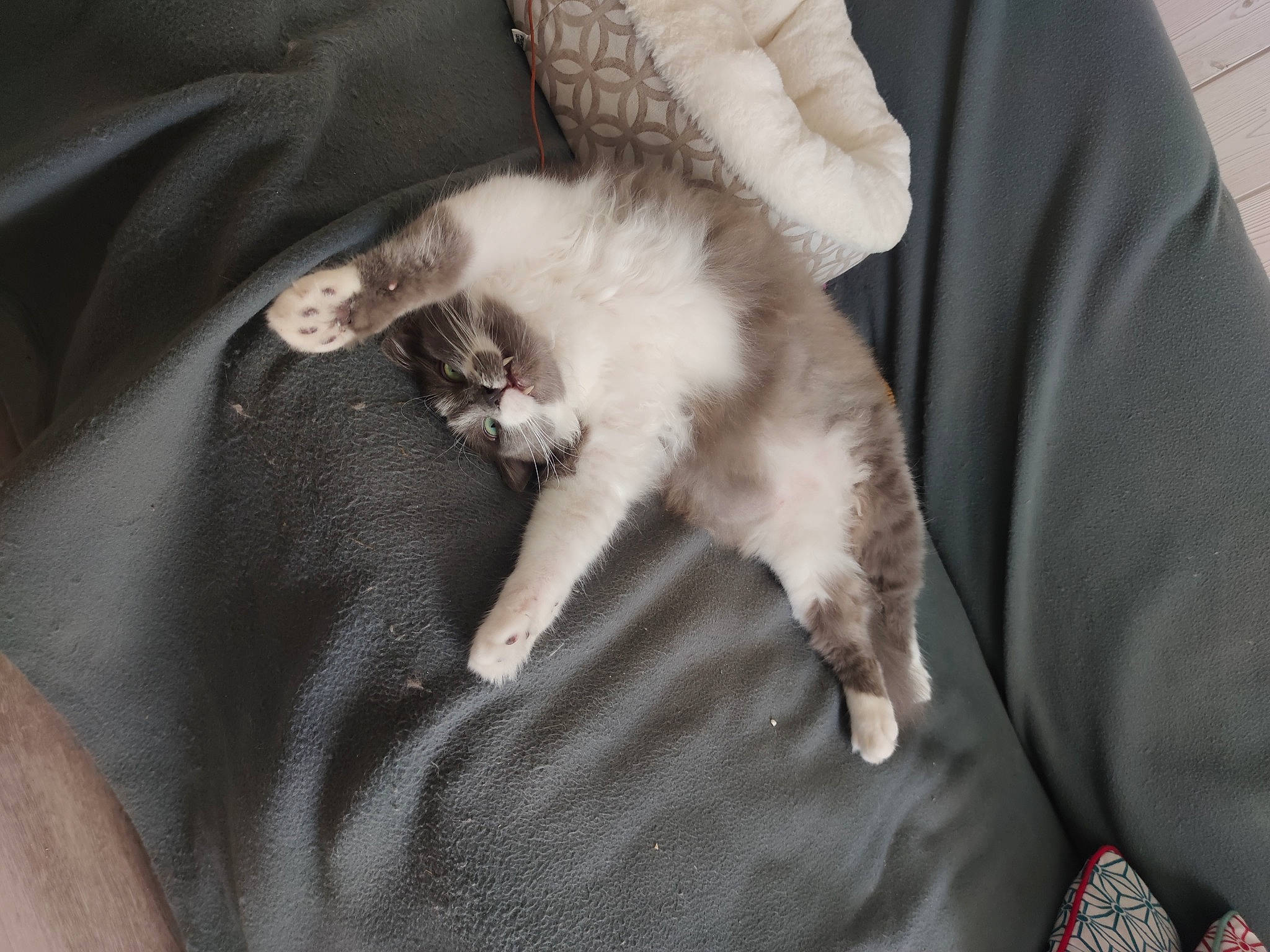 Tiramisu participe au concours pour gagner de l'argent avec cette photo : canidae, carnivore, cat, claw, comfort, companion_dog, domestic_short_haired_cat, fawn, felidae, fur, gesture, grey, linens, paw, sleeve, small_to_medium_sized_cats, snout, sporting_group, tail, whiskers