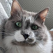 Tiramisu a rejoint le concours — aidez-le/la à gagner de superbes lots ! animal, blanket, cat, close_up, cute, domestic, face, feline, fluffy, gray, green_eyes, indoor, pet, portrait, relaxed, resting, soft_light, texture, whiskers, white
