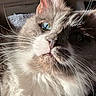 cat, fluffy, long_hair, whiskers, close_up, green_eyes, sunlight, shadow, pet, animal, face, feline, cute, domestic, fur, relaxing, indoor, portrait, soft_light, cozy