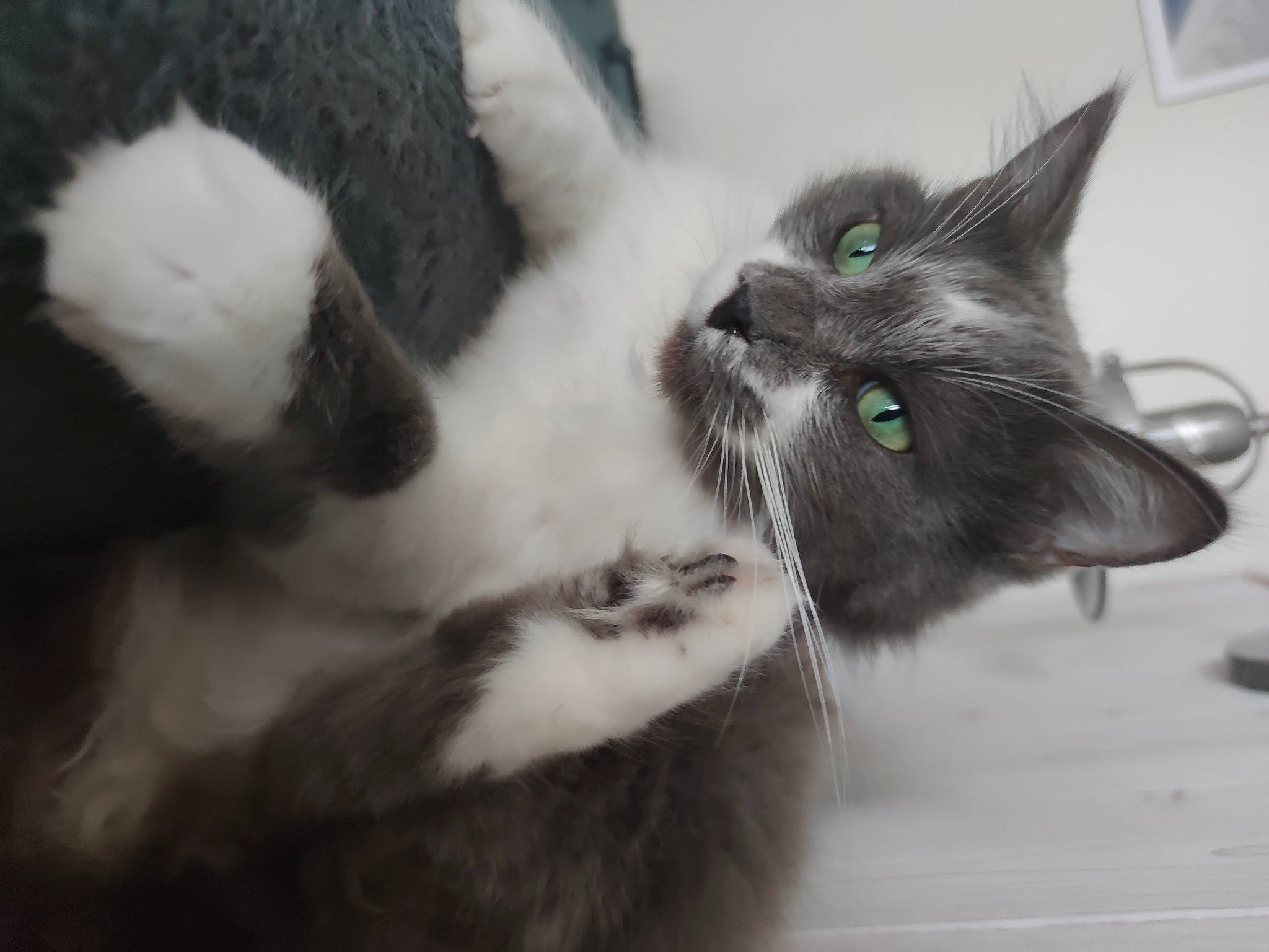 Tiramisu participe au concours pour gagner de l'argent avec cette photo : carnivore, cat, claw, comfort, domestic_short_haired_cat, felidae, flooring, fur, grey, monochrome, monochrome_photography, paw, small_to_medium_sized_cats, snout, tail, whiskers, window