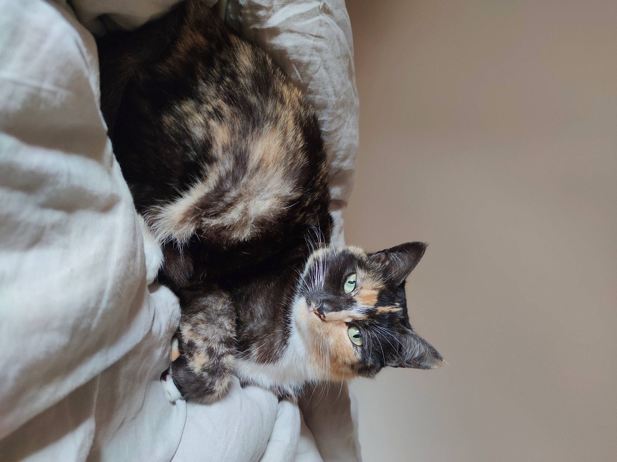 Miou-miou participe au concours pour gagner de l'argent avec cette photo : black_cat, canidae, carnivore, cat, claw, comfort, dog_breed, domestic_short_haired_cat, felidae, fur, grey, mammal, monochrome_photography, paw, plant, small_to_medium_sized_cats, snout, tail, tree, whiskers