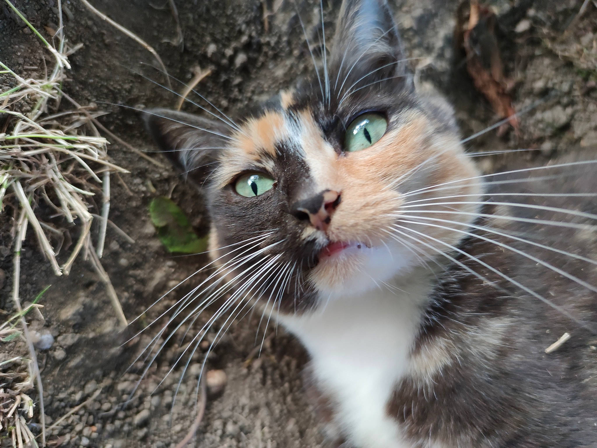 Miou-miou participe au concours pour gagner de l'argent avec cette photo : carnivore, cat, domestic_short_haired_cat, fawn, felidae, fur, grass, mammal, organism, plant, small_to_medium_sized_cats, snout, tail, terrestrial_animal, tree, twig, vertebrate, whiskers, window, wood