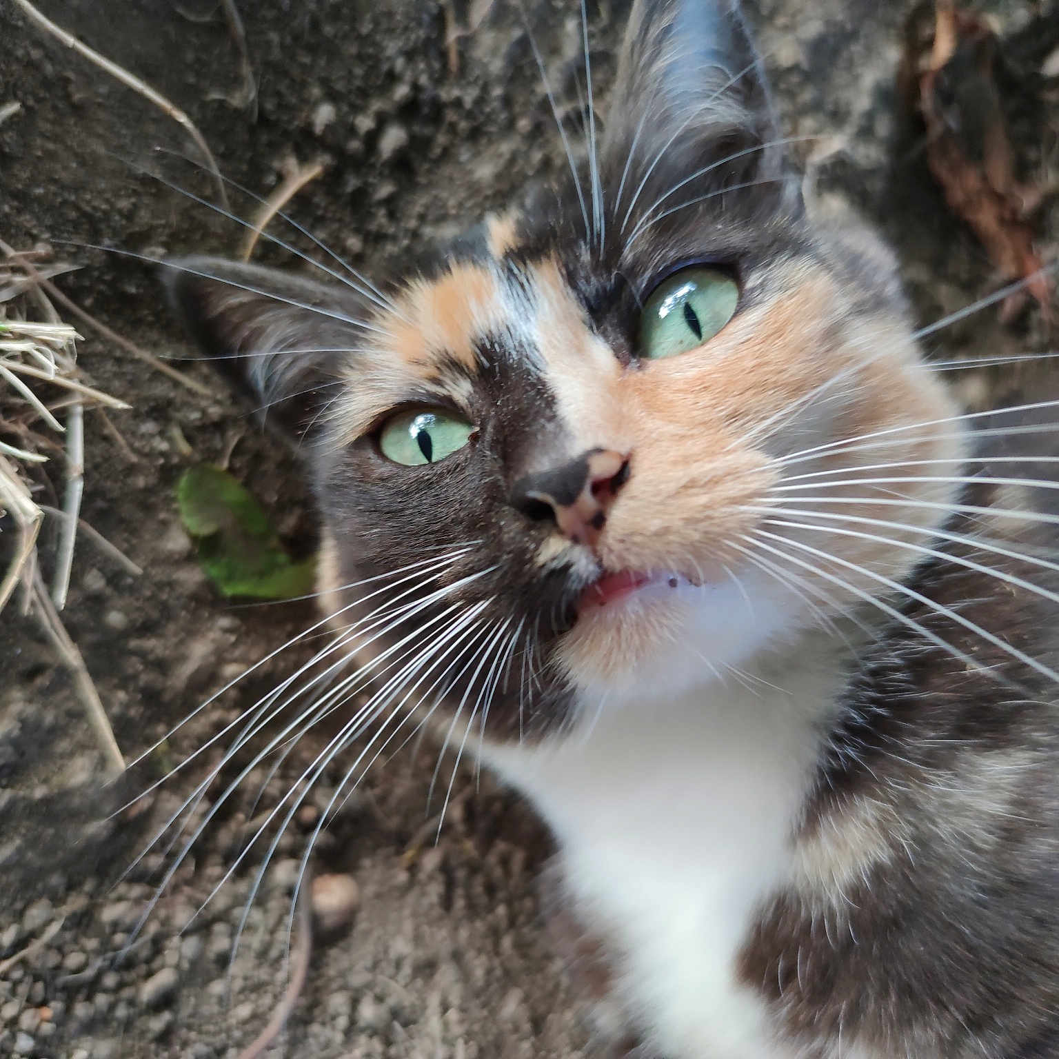 Miou-miou