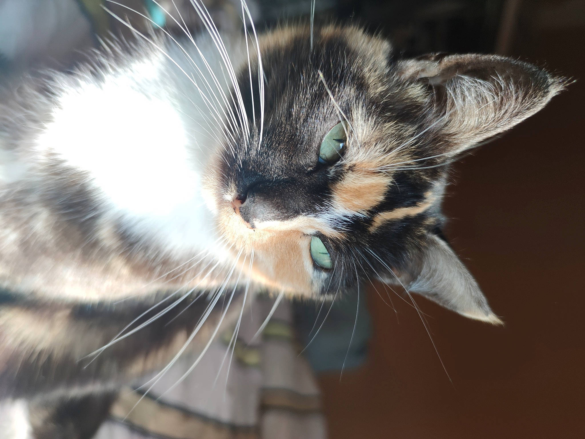 Miou-miou a rejoint le concours — aidez-le/la à gagner de superbes lots ! carnivore, cat, claw, close_up, domestic_short_haired_cat, ear, eye, felidae, fur, head, leg, macro_photography, paw, sand, small_to_medium_sized_cats, snout, tail, whiskers, wildlife, window