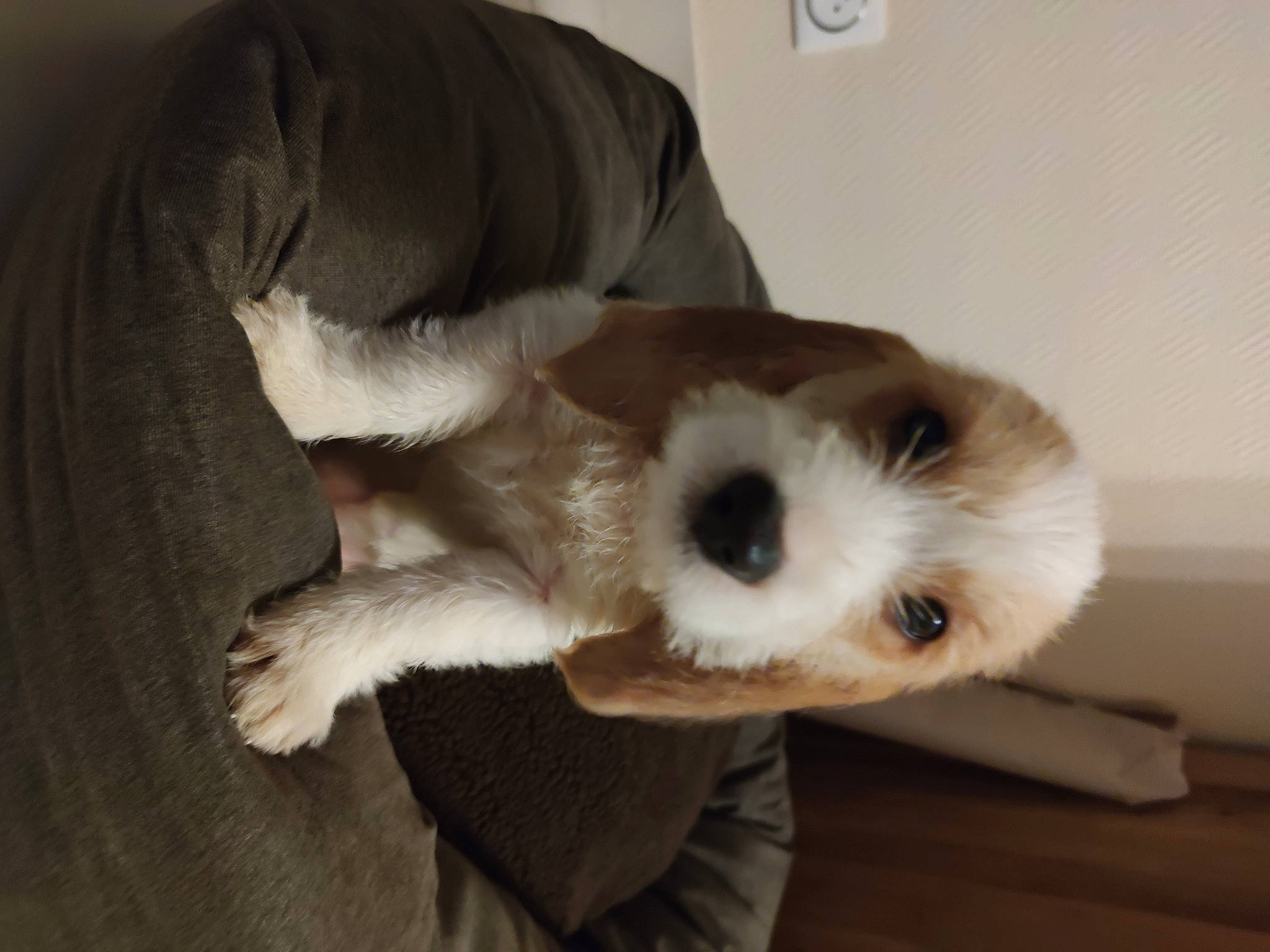 Sam a rejoint le concours — aidez-le/la à gagner de superbes lots ! ball, canidae, carnivore, comfort, companion_dog, dog, dog_breed, dog_supply, fawn, flooring, fur, hardwood, mal_shi, paw, small_terrier, snout, sporting_group, toy_dog, whiskers, working_animal