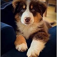 Aiko participe au concours pour gagner de l'argent avec cette photo : puppy, dog, blue_eyes, tricolor, fluffy, indoor, chair, paws, cute, pet, animal, furry, young, portrait, relaxed, cozy, domestic, canine, looking_at_camera, soft_fur