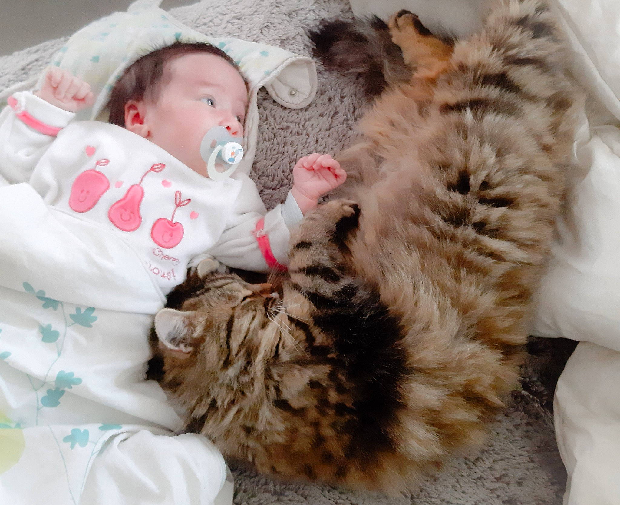 ChloÉ a rejoint le concours — aidez-le/la à gagner de superbes lots ! baby, canidae, carnivore, cat, child, companion_dog, felidae, fur, hug, nap, person, puppy_love, sleep