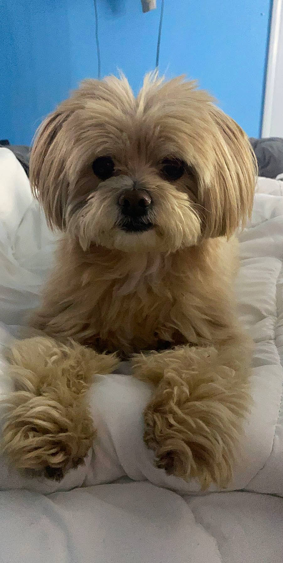 Kylie joined the competition — help win amazing prizes! canidae, carnivore, companion_dog, dog, dog_breed, fawn, fur, liver, mammal, natural_material, pekapoo, puppy, shih_poo, shih_tzu, small_terrier, snout, terrier, toy_dog, vertebrate, working_animal