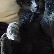 Valentine joined the competition — help win amazing prizes! animal, cat, close_up, comfort, cozy, cute, eyes, face, feline, fur, grey_cat, indoor, lying_down, paw, pet, pillow, relaxed, resting, sleepy, whiskers