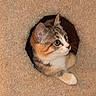 cat, calico, pet, animal, curious, carpet, hole, feline, cute, indoor, whiskers, ears, paws, fur, tabby, mammal, playful, resting, looking, cozy