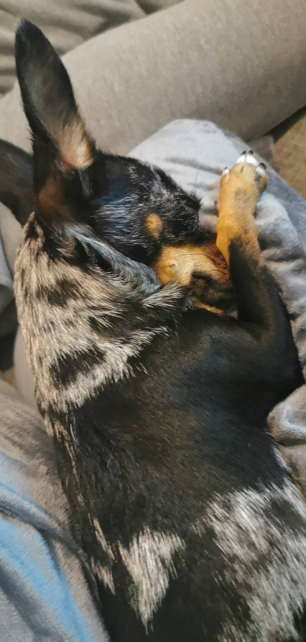 Nena participe au concours pour gagner de l'argent avec cette photo : australian_cattle_dog, beauceron, canidae, carnivore, dog, dog_breed, fur, lancashire_heeler, mammal, miniature_pinscher, prazsky_krysarik, snout, tail, vertebrate