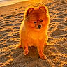animal, beach, canine, cute, dog, fluffy, golden_hour, landscape, nature, ocean, outdoor, pet, pomeranian, sand, sky, sun, sunset, sunshine, water, waves