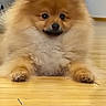 adorable, animal, animal_portrait, companion, cute, dog, domestic_animal, floor, fluffy, fur, indoor, looking_at_camera, lying_down, pet, pet_indoor, pomeranian, puppy, small_dog, wooden_floor, young_dog