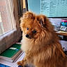 Ares participe au concours pour gagner de l'argent avec cette photo : animal, brown_fur, close_up, computer_screen, curious, curtains, desk, document, dog, fluffy, furniture, indoor, natural_light, notebooks, office, papers, paperwork, pet, pomeranian, window