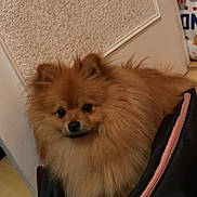 Ares a rejoint le concours — aidez-le/la à gagner de superbes lots ! animal, bag, black_bag, brown_fur, canine, curious, cute, dog, floor, fluffy, fur, household, indoor, pet, pink_zipper, pomeranian, small_dog, texture, wall, zipper