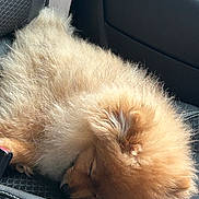 Ares participe au concours pour gagner de l'argent avec cette photo : dog, sleeping, fluffy, car_seat, pet, animal, fur, cute, resting, cozy, indoor, transportation, leather_seat, seatbelt, relaxation, companion, adorable, mammal, quiet, comfort