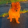 adorable, animal, cute, dog, fence, fluffy, golden_hour, grass, morning, nature, orange, outdoor, pavement, pet, pomeranian, puppy, shadow, sitting, small, sunlight