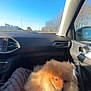 Ares a rejoint le concours — aidez-le/la à gagner de superbes lots ! dog, pomeranian, fluffy, pet, car_interior, blanket, sunlight, window, blue_sky, trees, dashboard, seat, harness, cozy, travel, road, daytime, animal, cute, companion