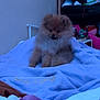 dog, puppy, pomeranian, bed, blanket, indoor, cozy, furniture, sitting, fluffy, cute, toy, bag, shelf, home, pet, animal, soft, relaxed, calm