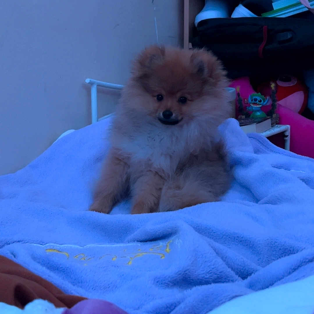 Ares a rejoint le concours — aidez-le/la à gagner de superbes lots ! animal, bag, bed, blanket, calm, cozy, cute, dog, fluffy, furniture, home, indoor, pet, pomeranian, puppy, relaxed, shelf, sitting, soft, toy