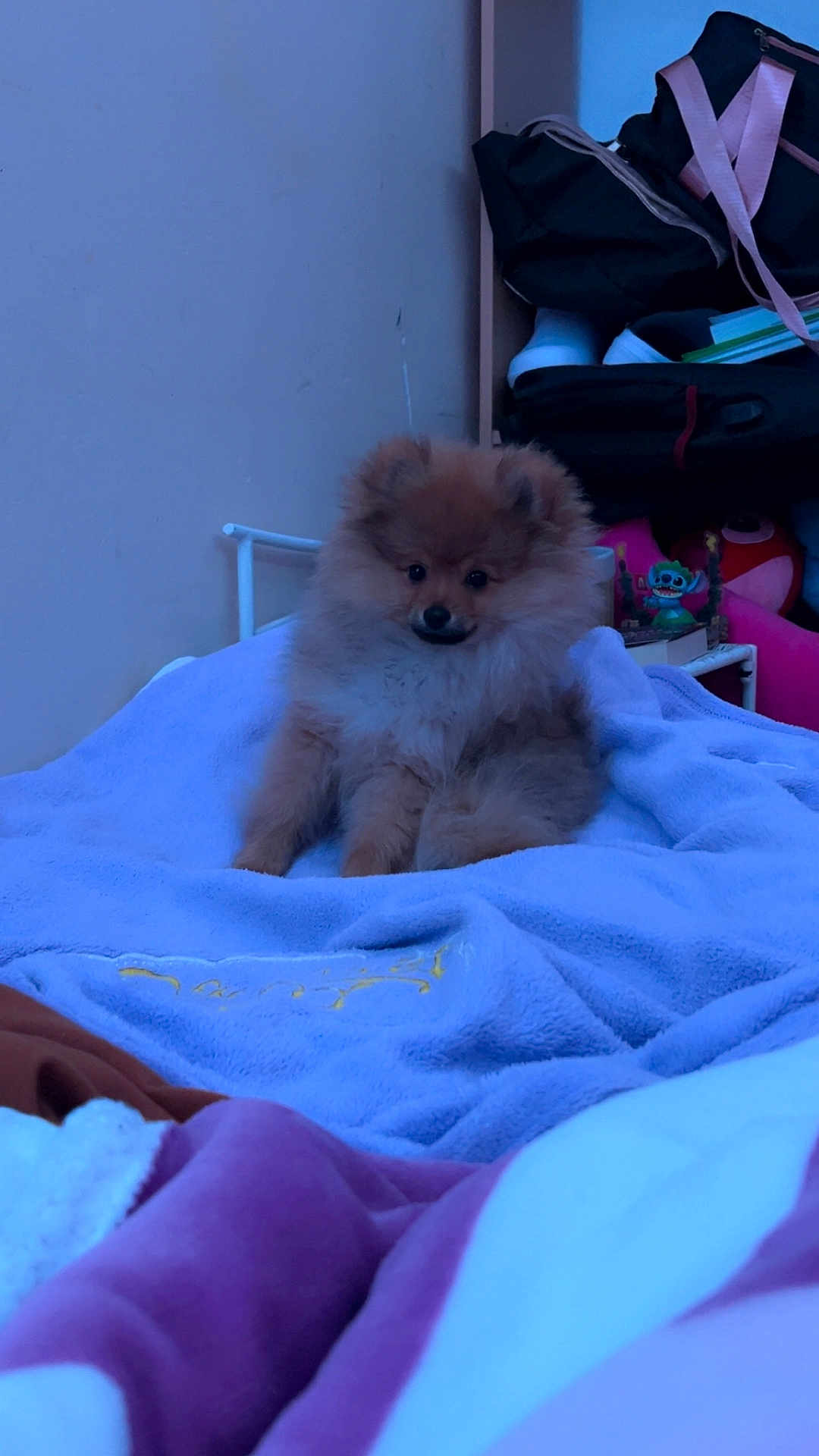 Ares a rejoint le concours — aidez-le/la à gagner de superbes lots ! dog, puppy, pomeranian, bed, blanket, indoor, cozy, furniture, sitting, fluffy, cute, toy, bag, shelf, home, pet, animal, soft, relaxed, calm