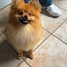 Ares a rejoint le concours — aidez-le/la à gagner de superbes lots ! animal, companion, cute, dog, domestic, fluffy, footwear, happy, indoor, jeans, orange, person, pet, pomeranian, small_dog, smiling, sneakers, standing, tile_floor, tongue_out