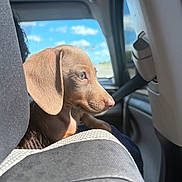 Marley joined the competition — help win amazing prizes! dog, puppy, brown_dog, car, car_interior, passenger_seat, vehicle, travel, road_trip, pet, animal, portrait, profile, close_up, floppy_ears, short_hair, snout, eye, sunlight, outdoor_view