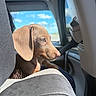 dog, puppy, brown_dog, car, car_interior, passenger_seat, vehicle, travel, road_trip, pet, animal, portrait, profile, close_up, floppy_ears, short_hair, snout, eye, sunlight, outdoor_view