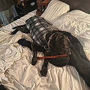 Boii is registered to the contest to win money with this photo: dog, black_dog, plaid_jacket, bed, blanket, pillows, chew_stick, wooden_sculpture, indoor, resting, pet, collar, fur, cozy, home, fabric, casual, comfort, relaxing, animal