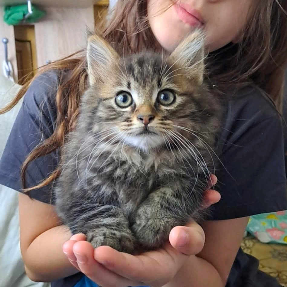 Hermès participe au concours pour gagner de l'argent avec cette photo : animal, brown_hair, casual_clothing, cat, child, cozy, curious, cute, face, furry, hands, holding, home, indoor, kitten, person, pet, seated, soft_toy, young