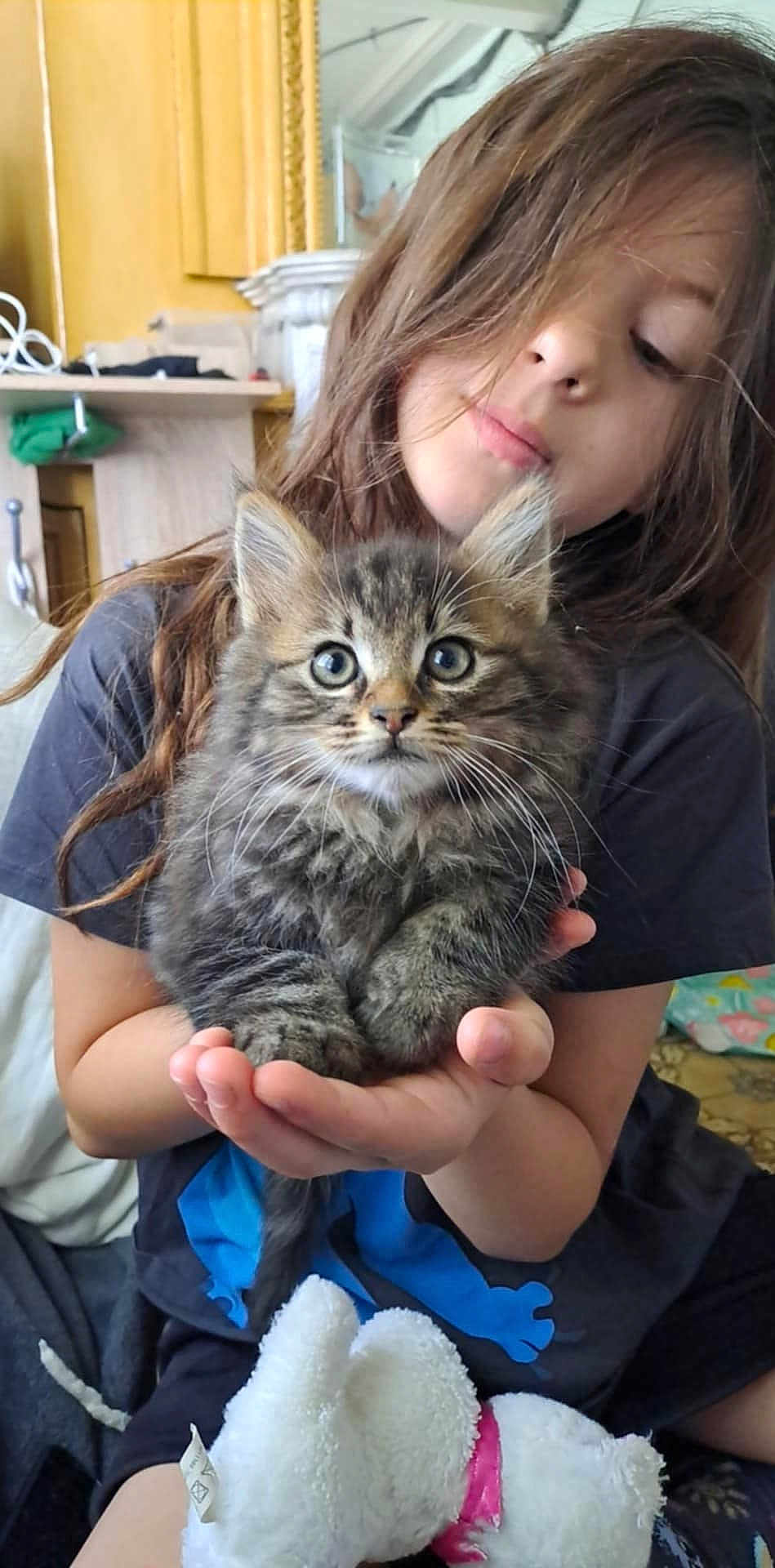 Hermès participe au concours pour gagner de l'argent avec cette photo : child, kitten, cat, pet, indoor, person, holding, furry, cute, young, animal, soft_toy, casual_clothing, brown_hair, curious, face, hands, seated, cozy, home